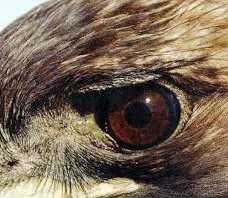 Specialty Bird Eyes